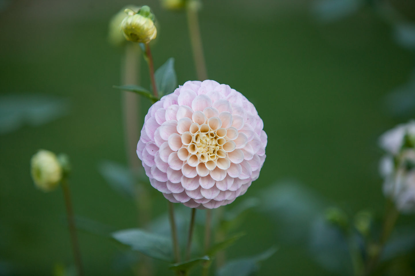 20th Ave Memory Dahlia