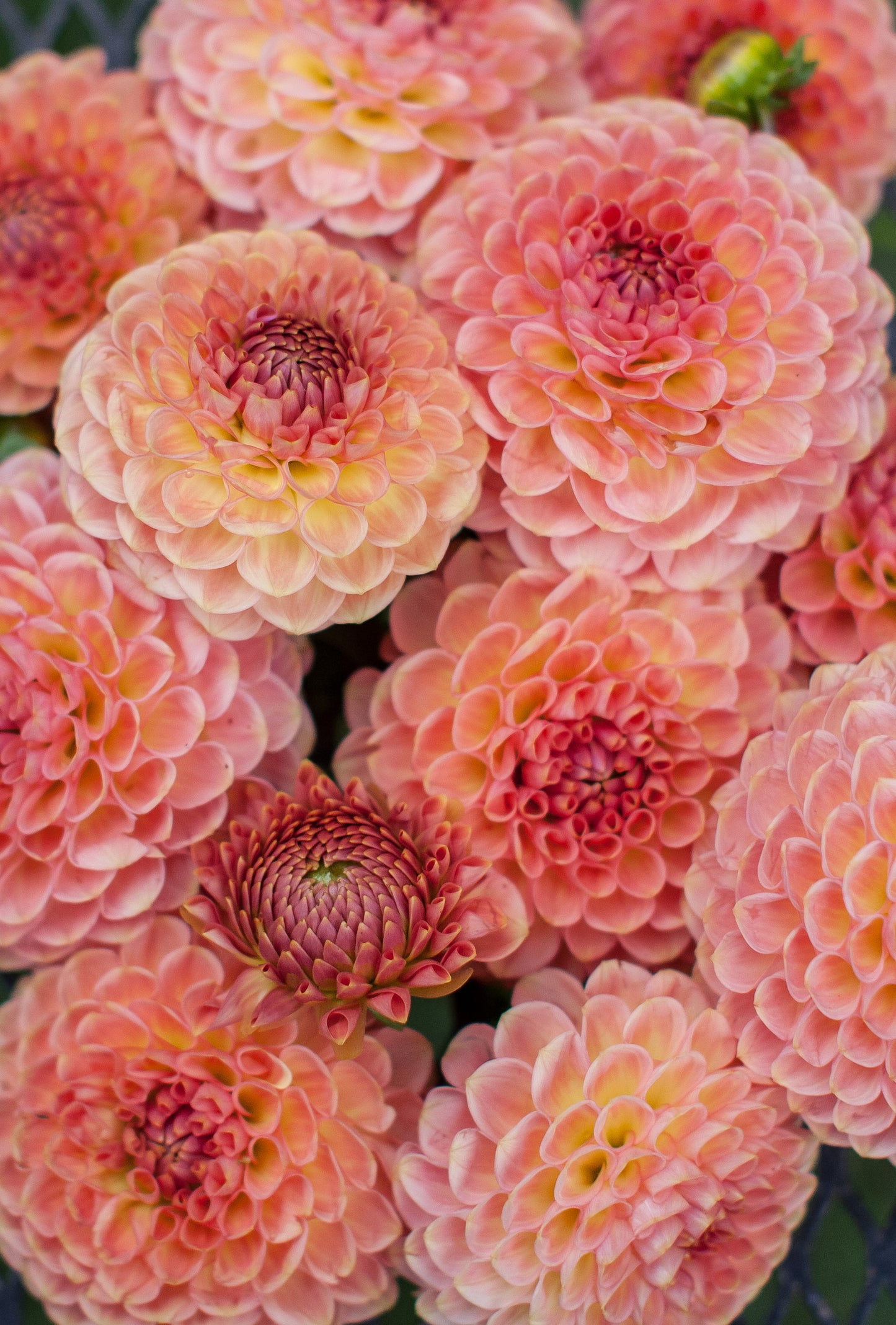 20th Ave Softer Peach Dahlia