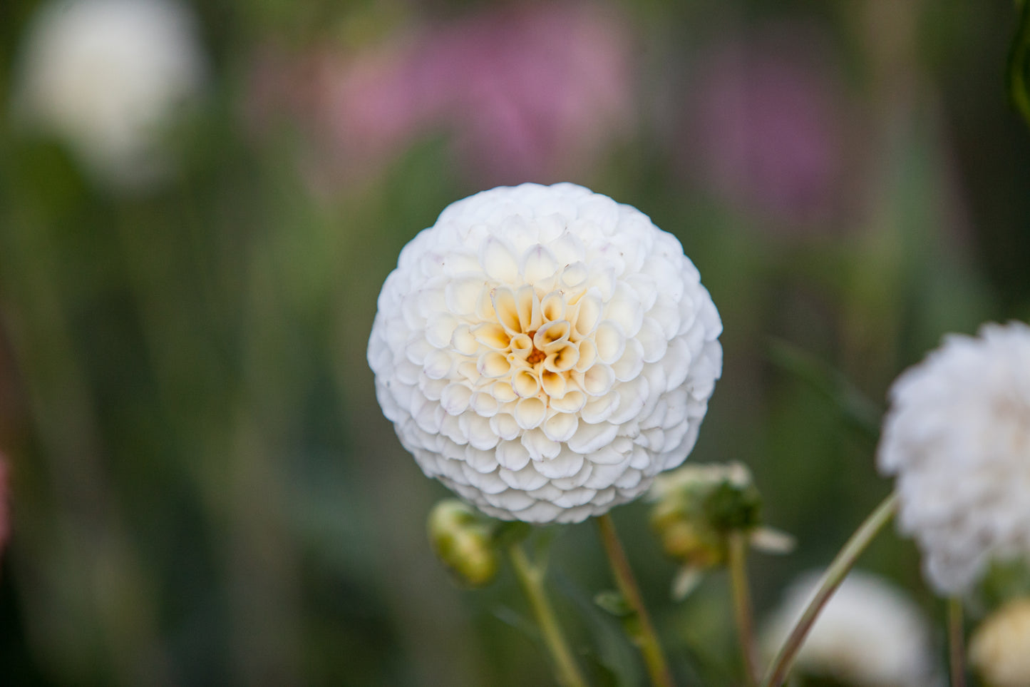 20th Ave Tradition Dahlia
