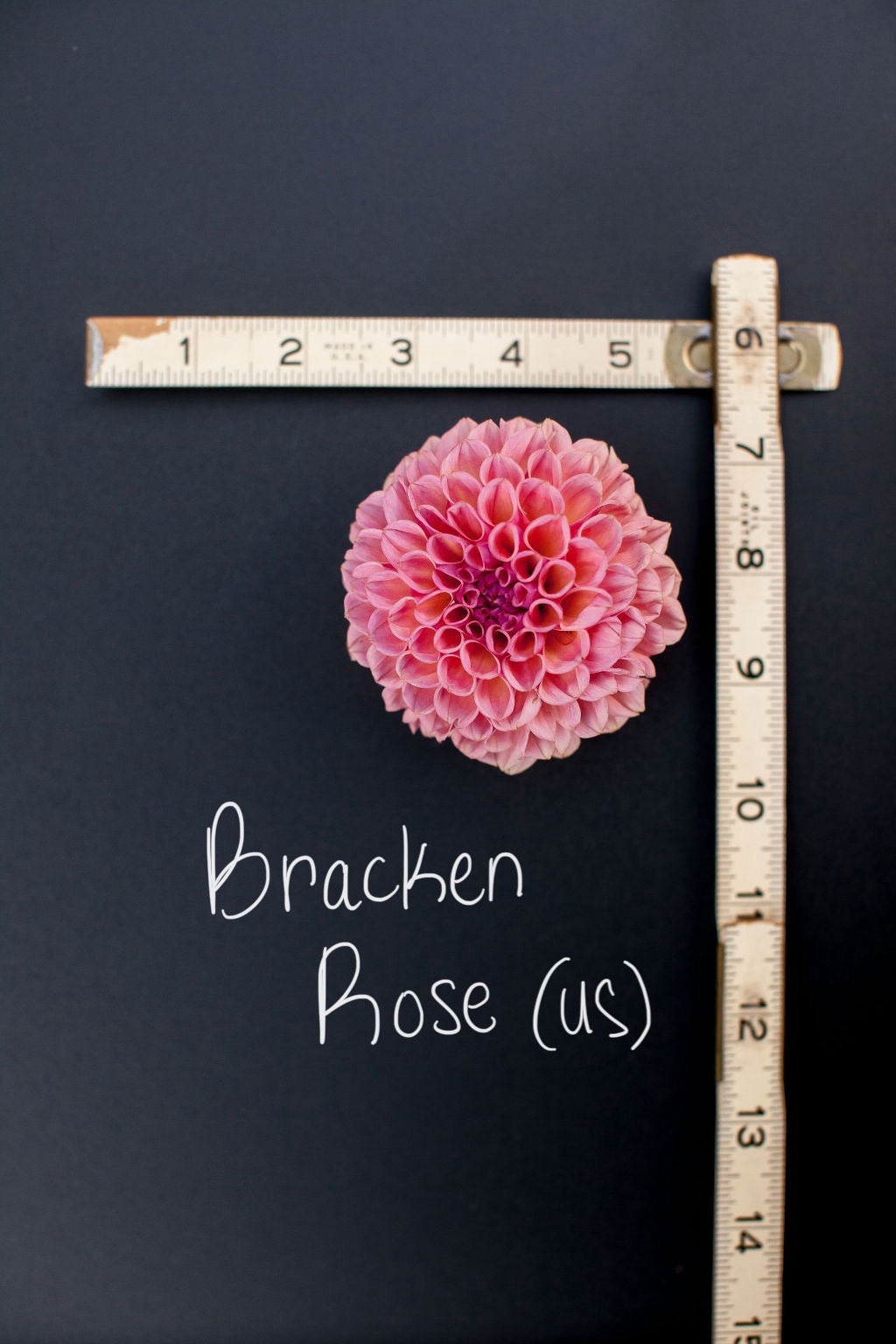 Bracken Rose (US) Dahlia