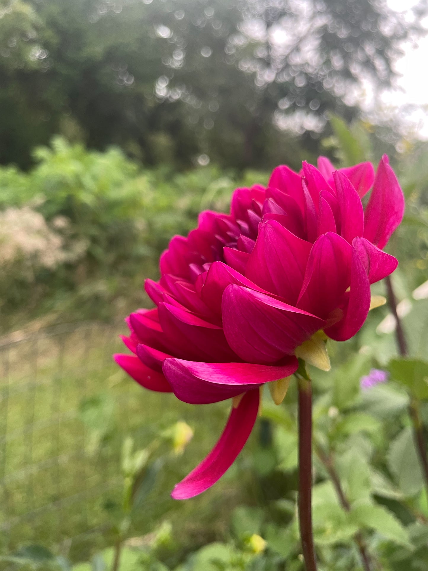 Hollyhill Pandora Dahlia