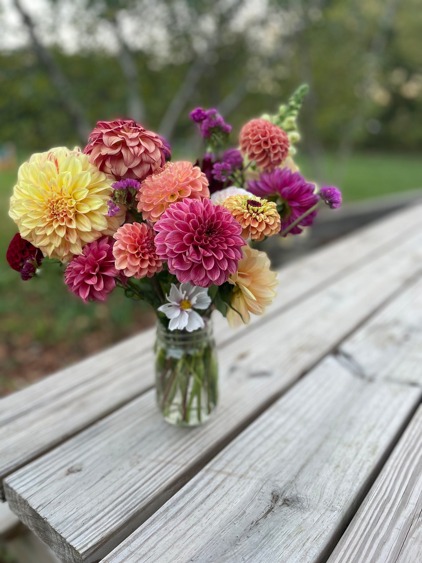 Mystery Box- 10 dahlia tubers