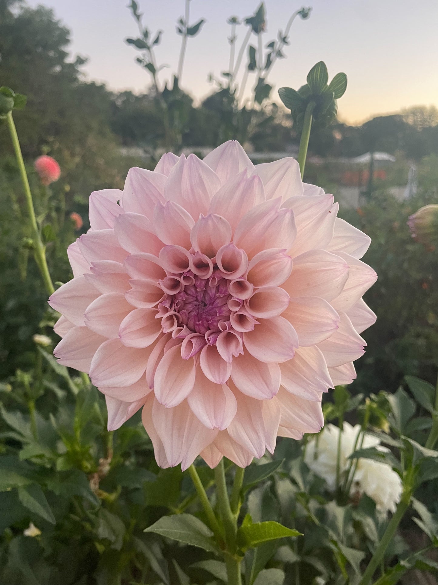 KA's® Pearl Dahlia