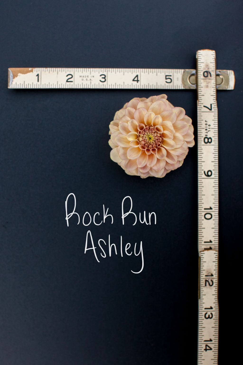 Rock Run Ashley Dahlia