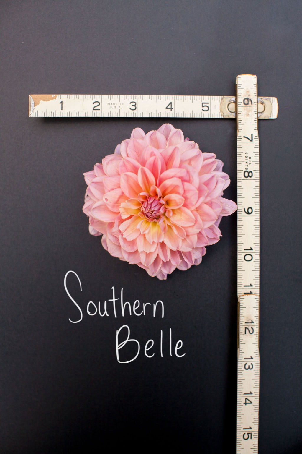 Southern Belle Dahlia