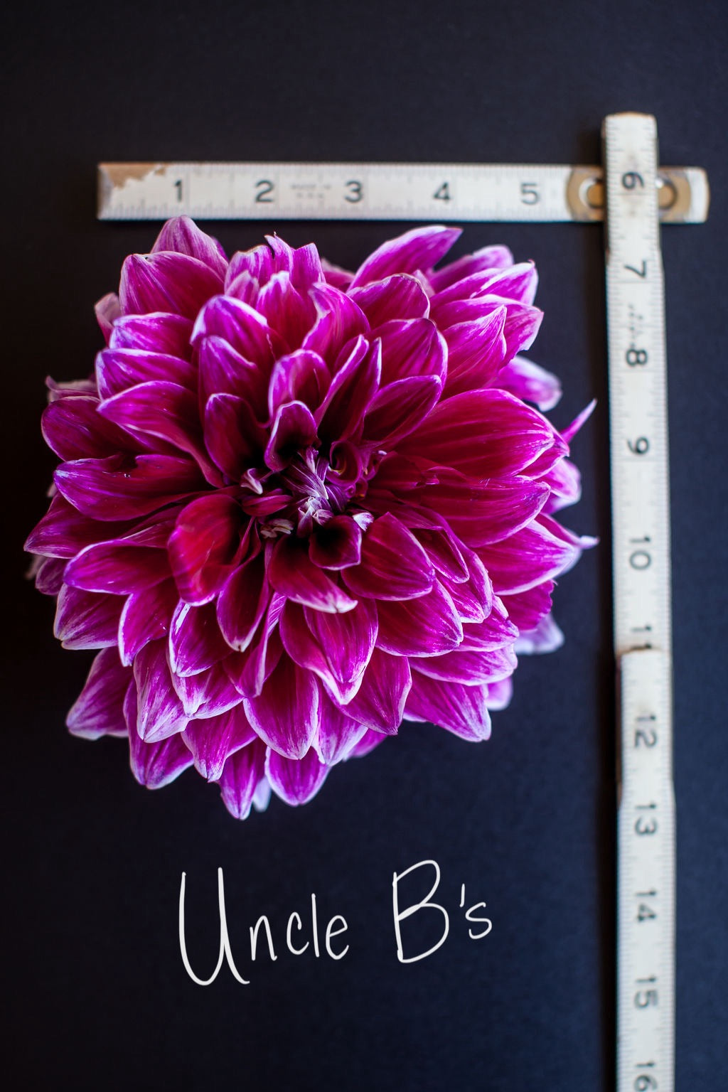 Uncle B's Dahlia