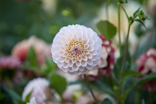20th Ave Memory Dahlia