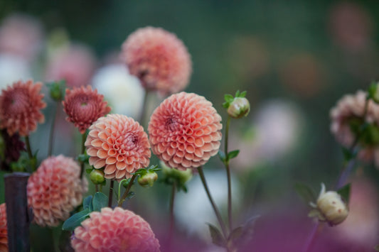 20th Ave Softer Peach Dahlia