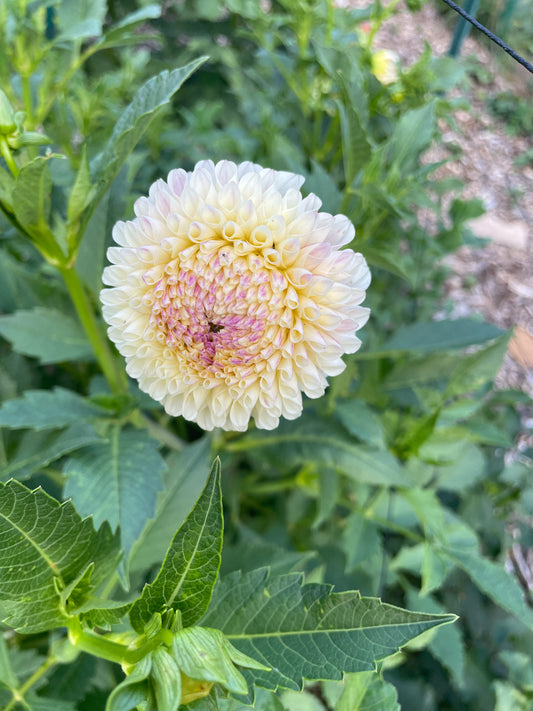 20th Ave Tradition Dahlia