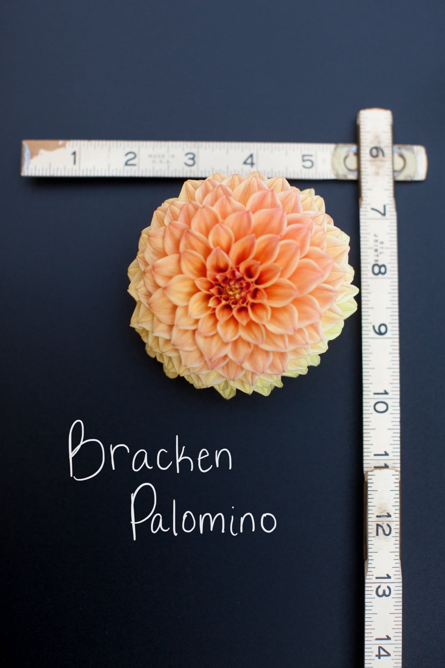 Bracken Palomino Dahlia