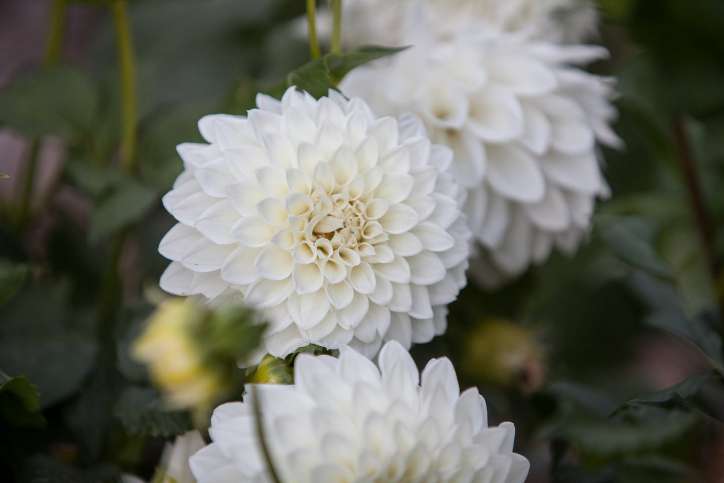 Bloomquist Snowy Dahlia