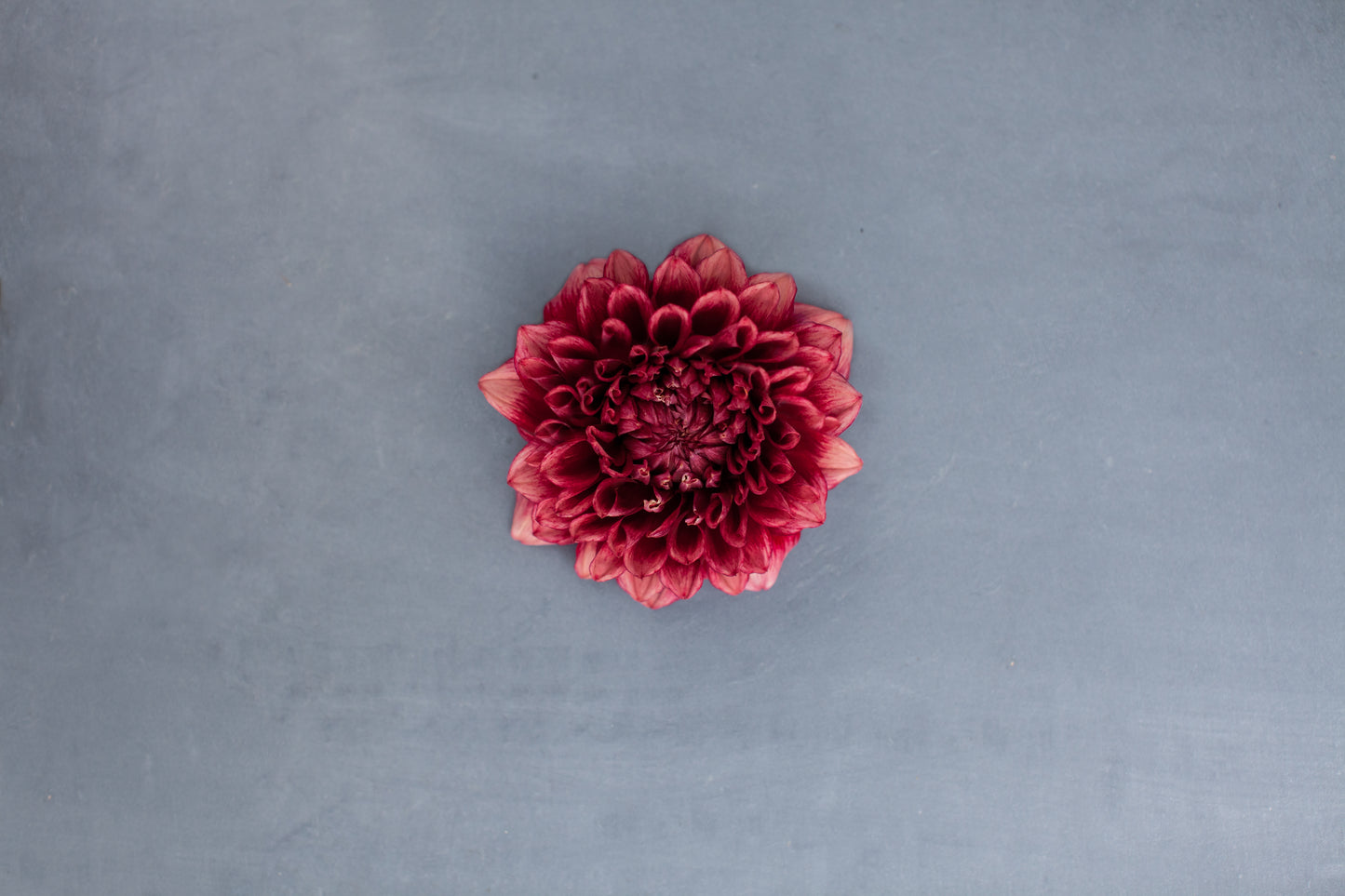 Bloomquist York Dahlia