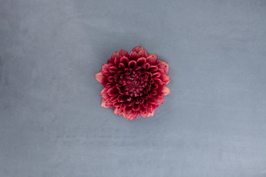 Bloomquist York Dahlia