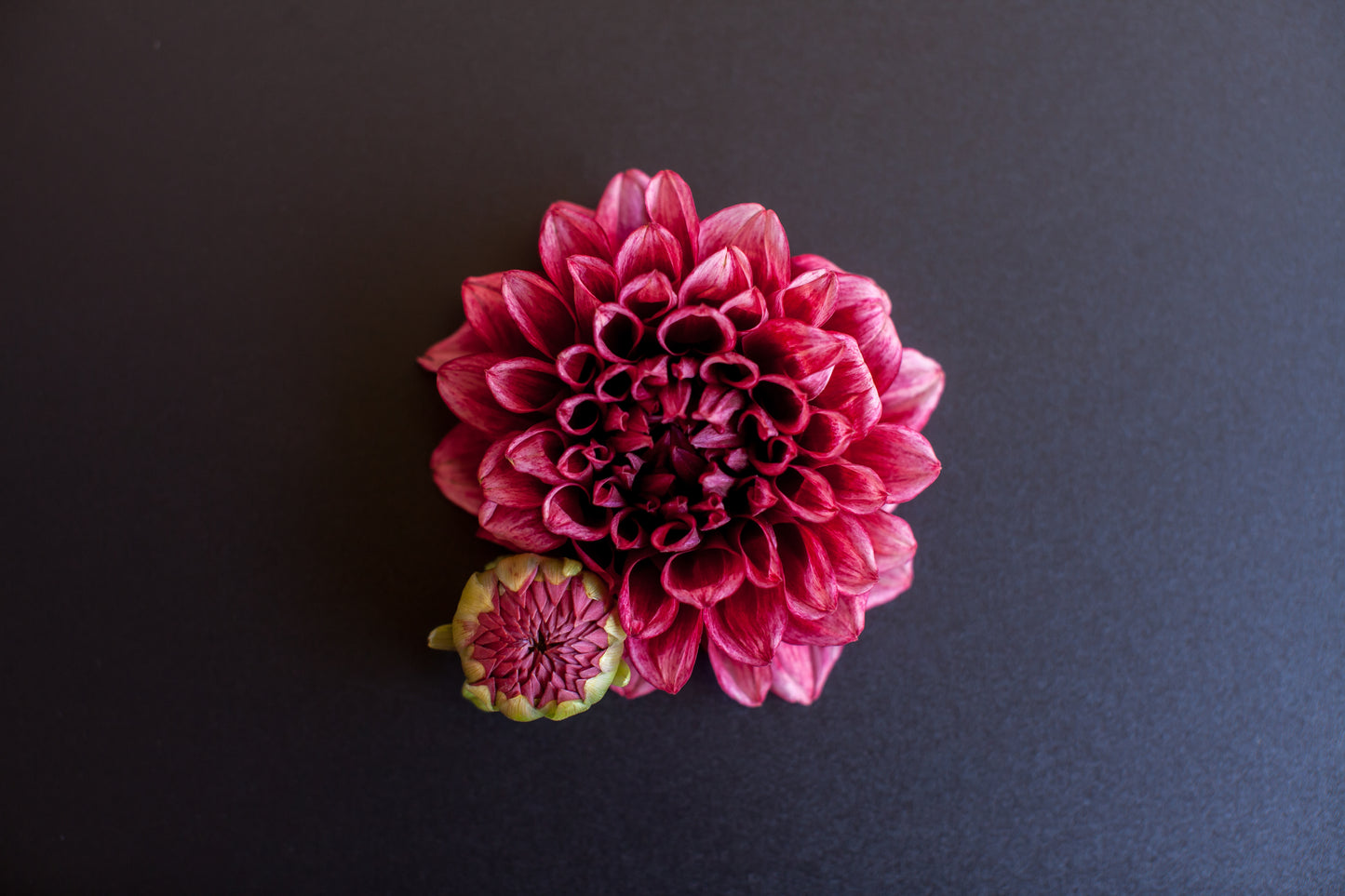 Bloomquist York Dahlia