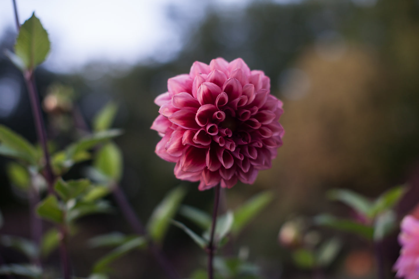 Bloomquist York Dahlia