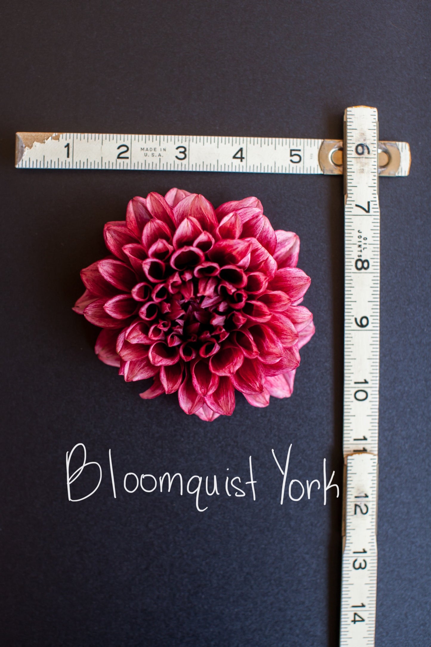 Bloomquist York Dahlia
