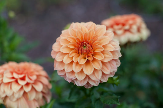 Bracken Palomino Dahlia
