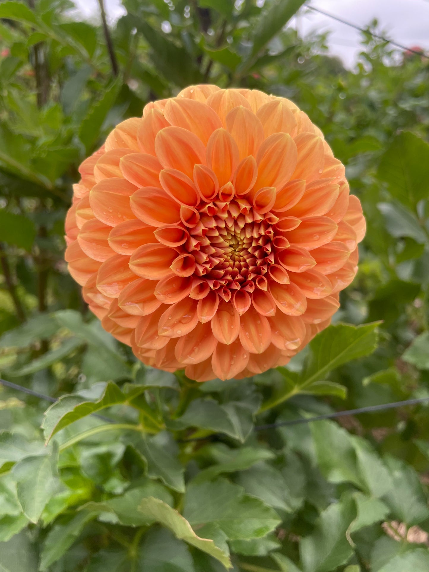 Bracken Palomino Dahlia