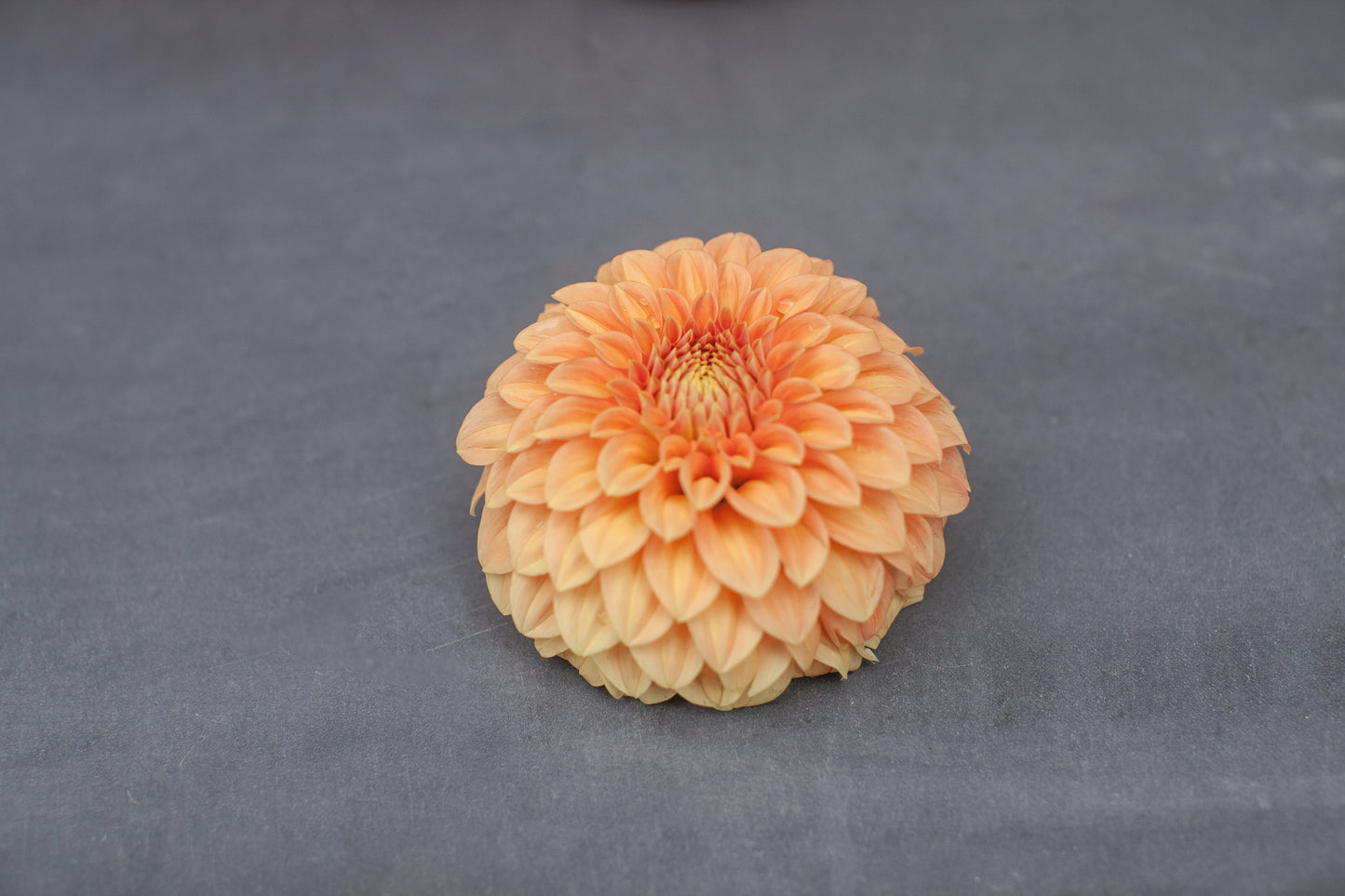 Bracken Palomino Dahlia
