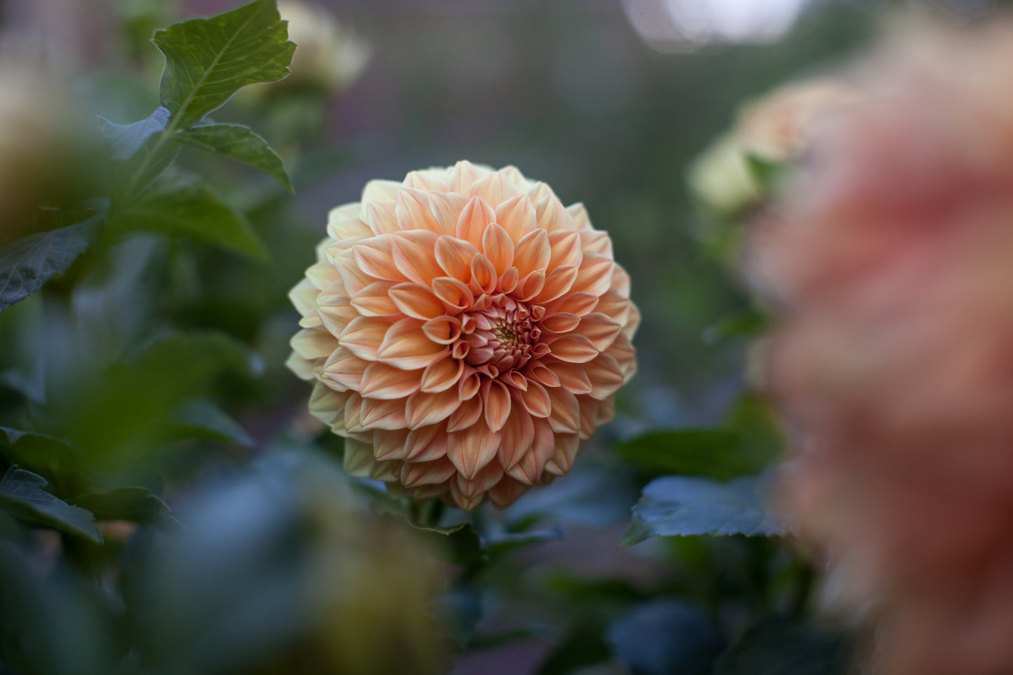 Bracken Palomino Dahlia