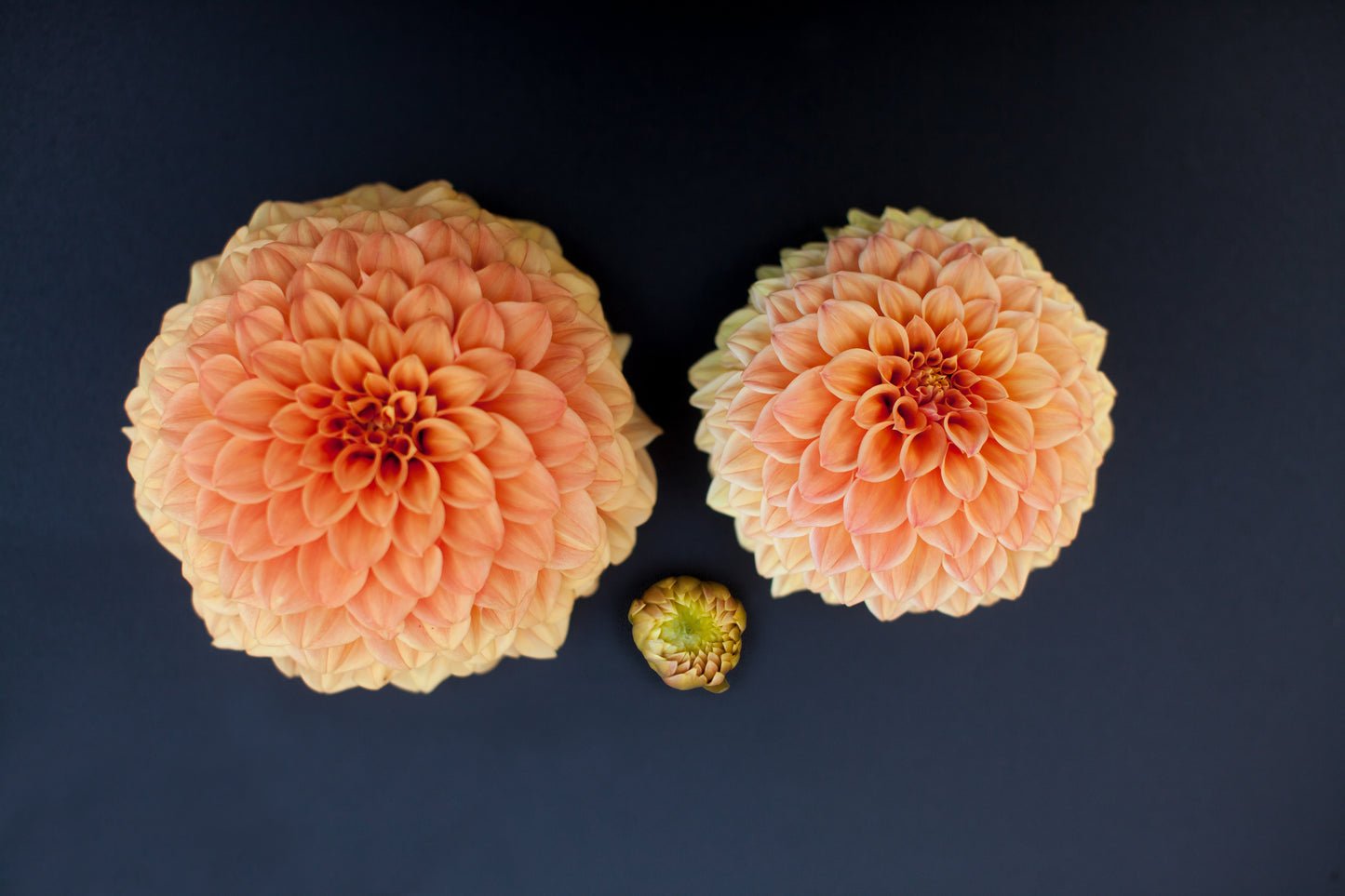 Bracken Palomino Dahlia