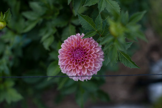 Bracken Rose (US) Dahlia