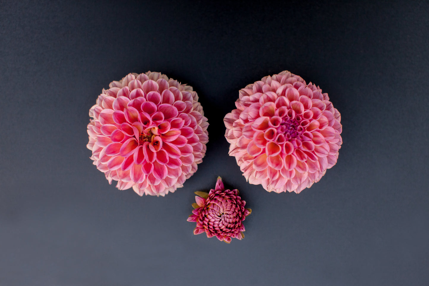 Bracken Rose (US) Dahlia