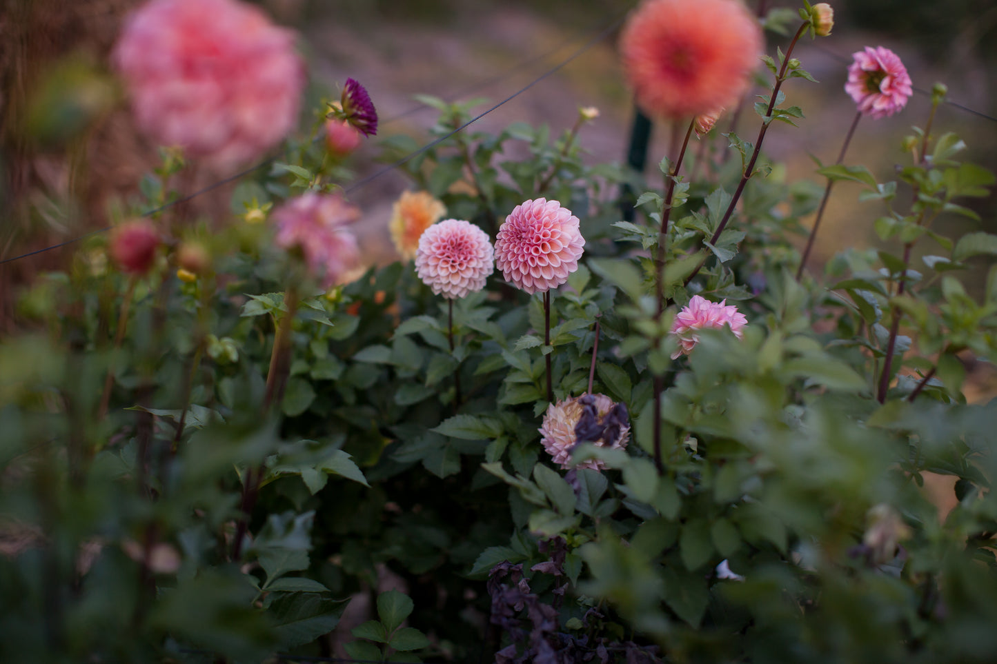 Bracken Rose (US) Dahlia