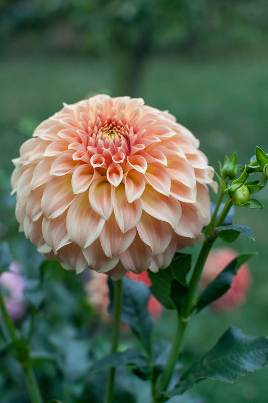 Bracken Sarah Dahlia