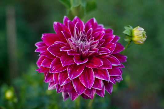 Bradley Aaron Dahlia