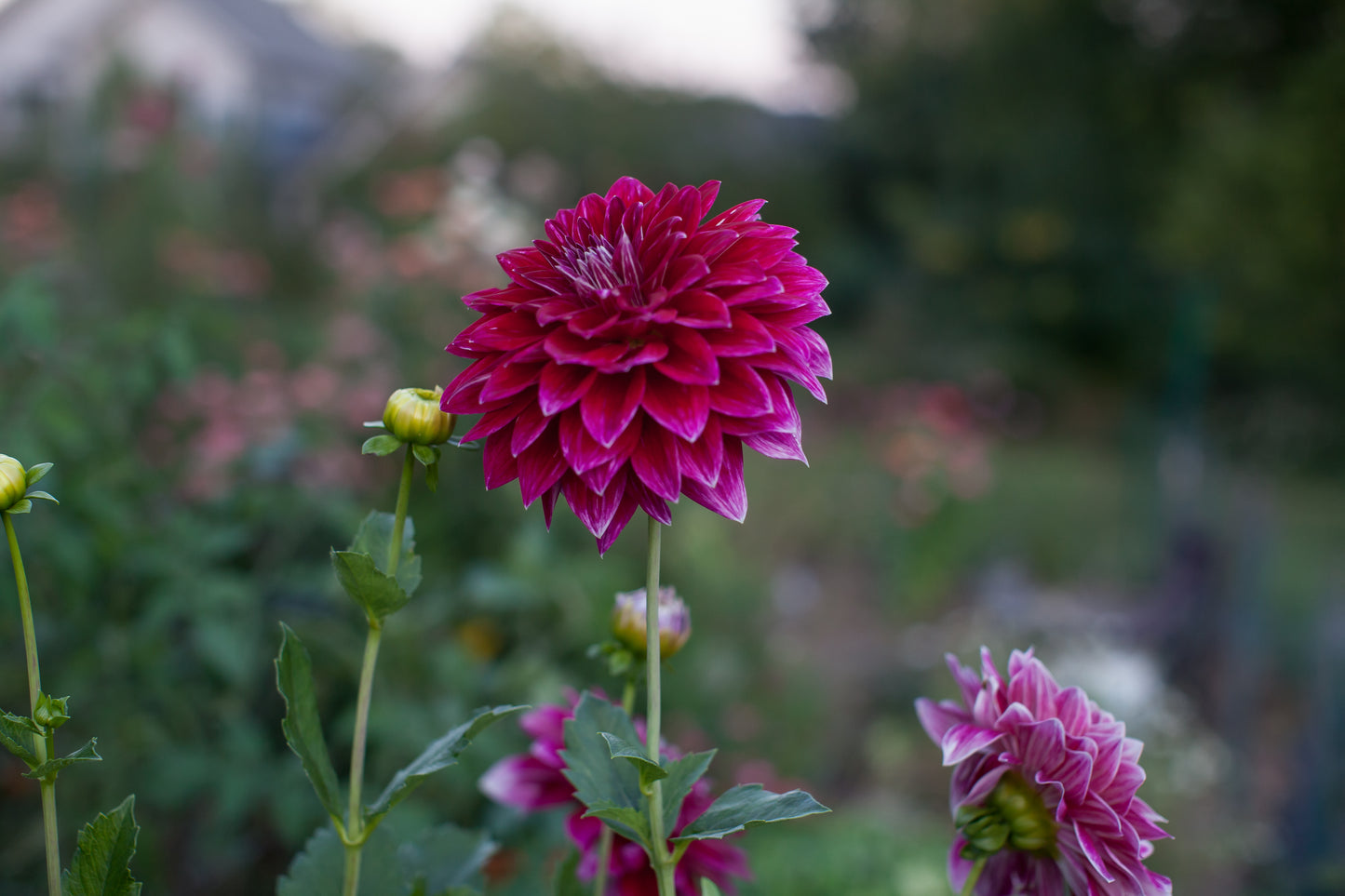 Bradley Aaron Dahlia