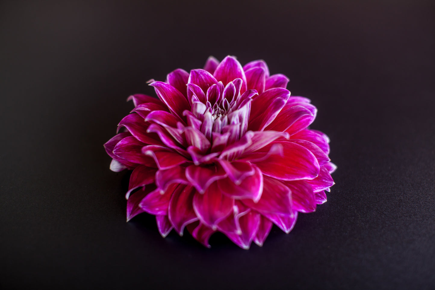 Bradley Aaron Dahlia