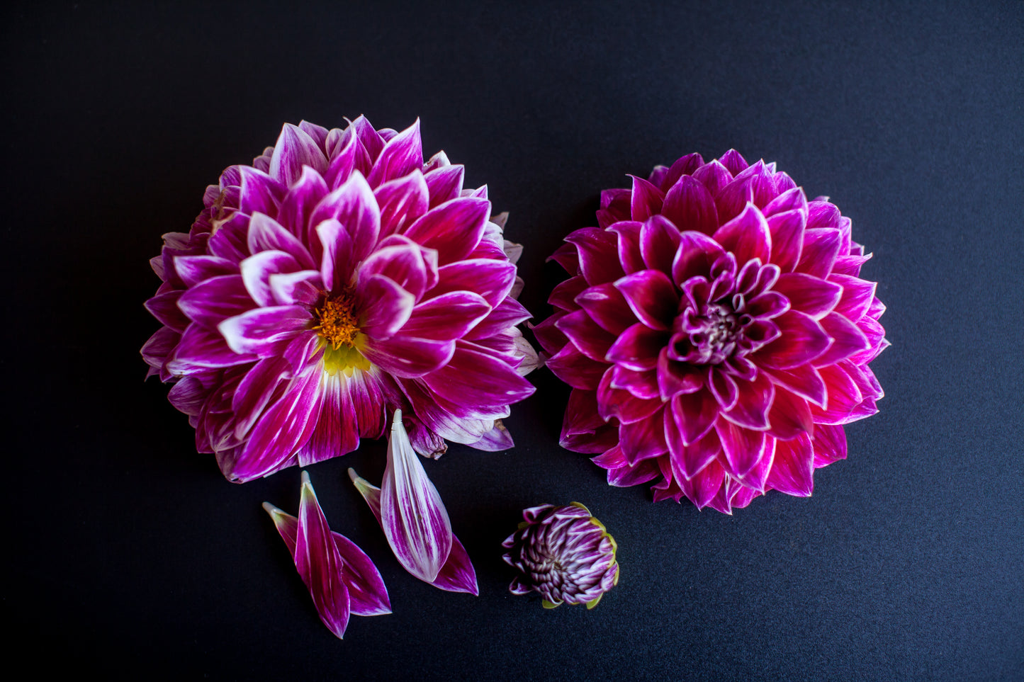 Bradley Aaron Dahlia