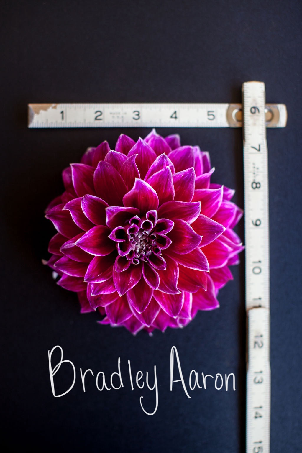 Bradley Aaron Dahlia