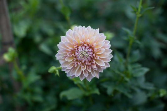 Castle Drive Dahlia
