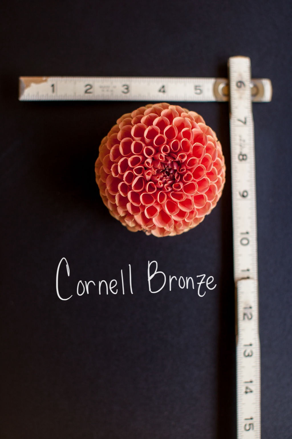 Cornell Bronze Dahlia