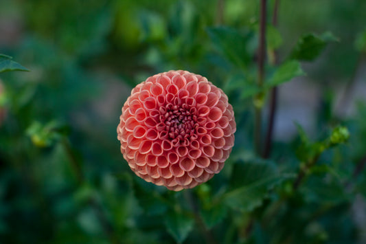Cornell Bronze Dahlia