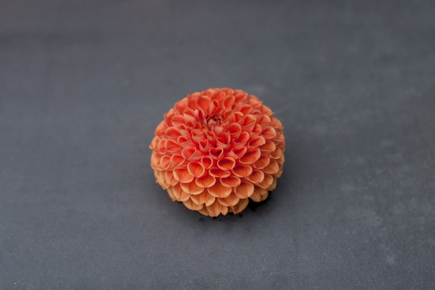 Cornell Bronze Dahlia