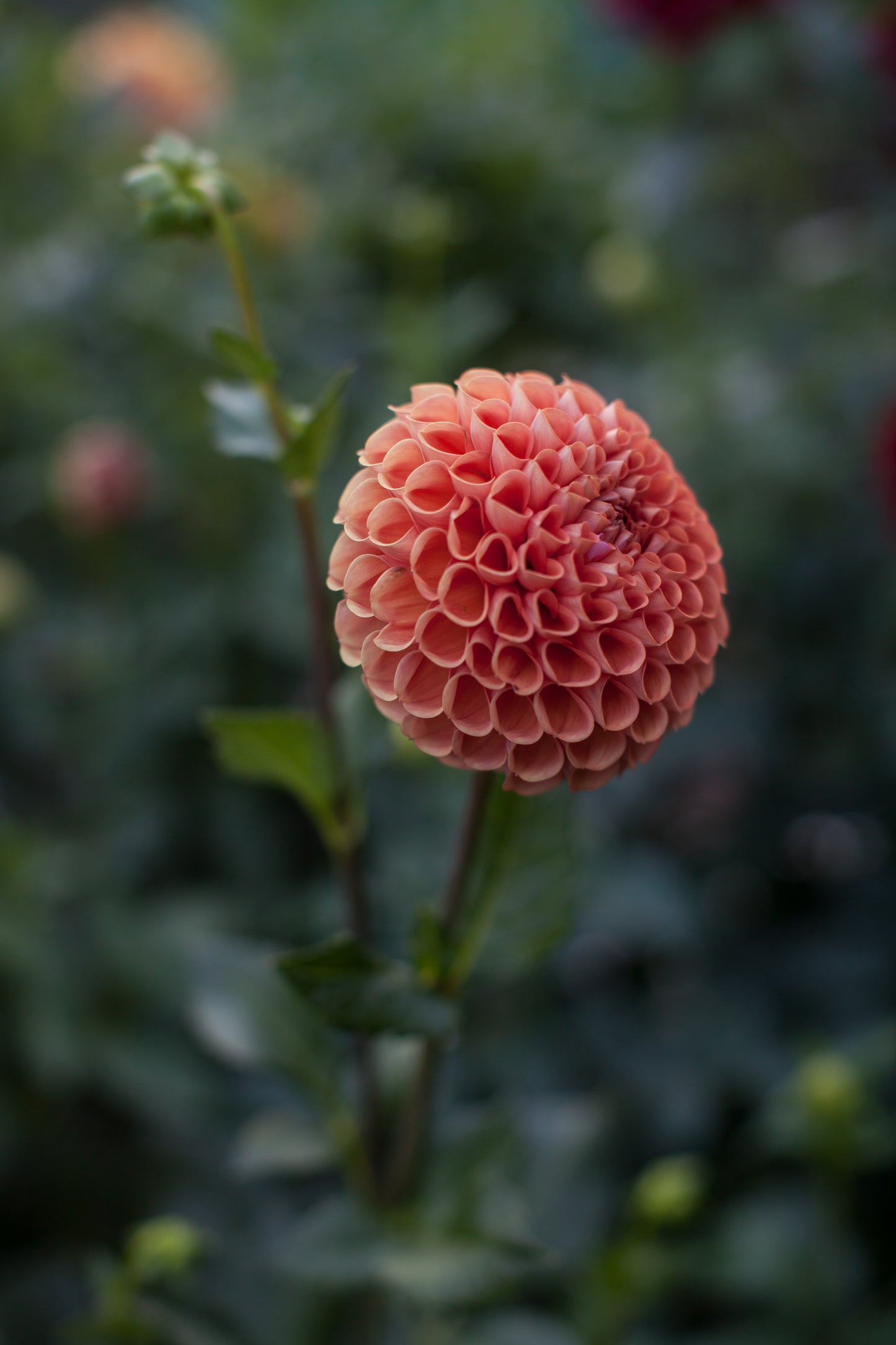 Cornell Bronze Dahlia