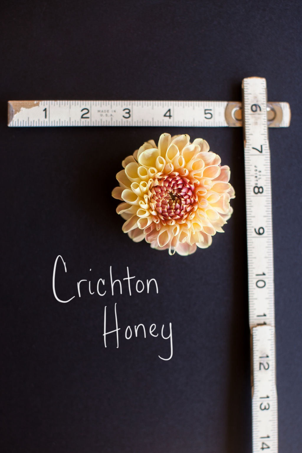 Crichton Honey Dahlia