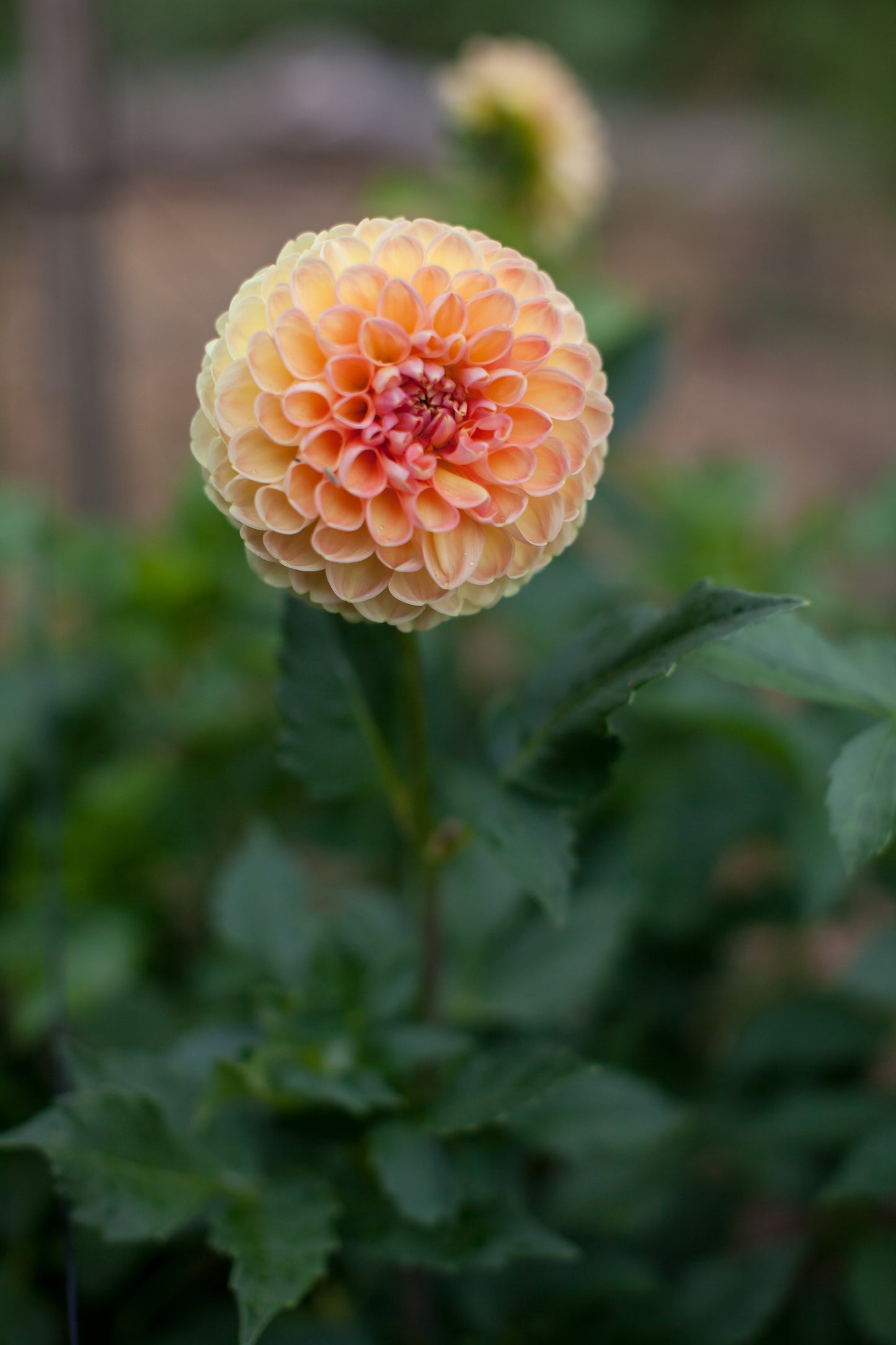 Crichton Honey Dahlia