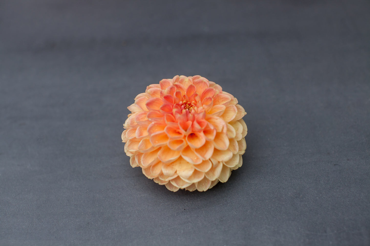 Crichton Honey Dahlia