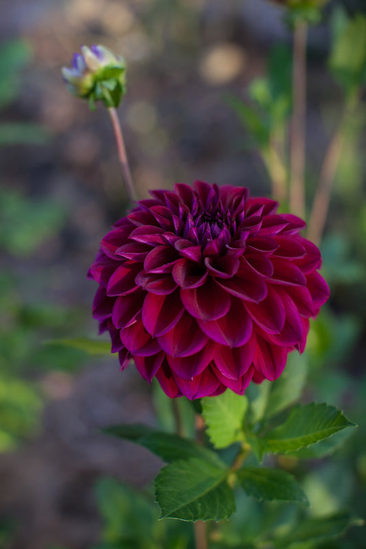 Diva Dahlia