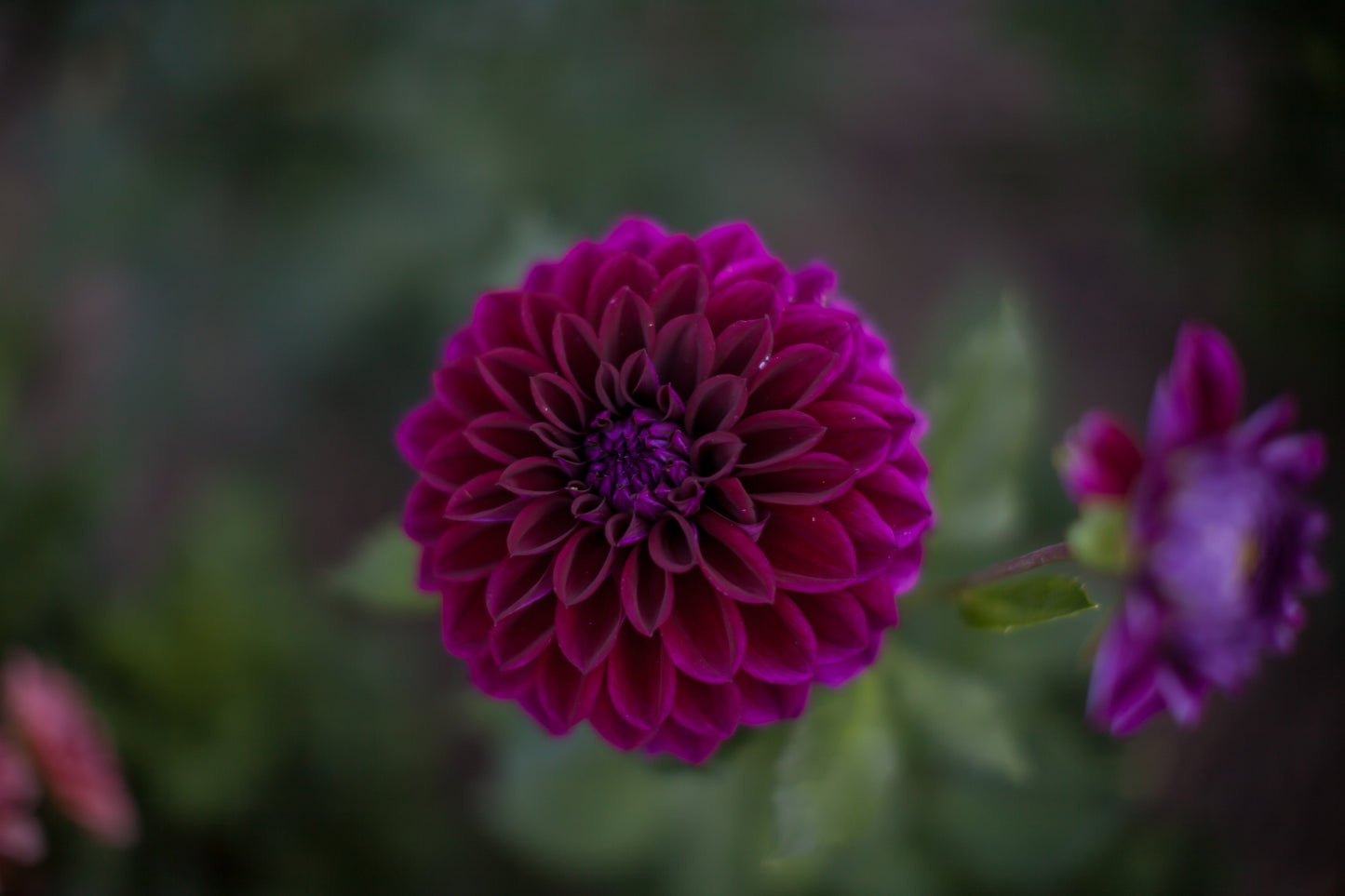 Diva Dahlia