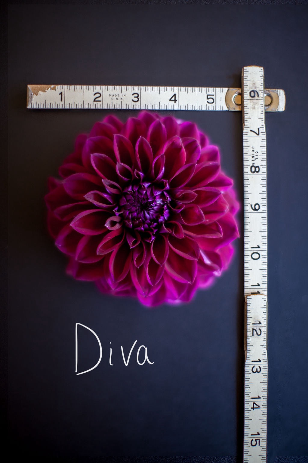 Diva Dahlia