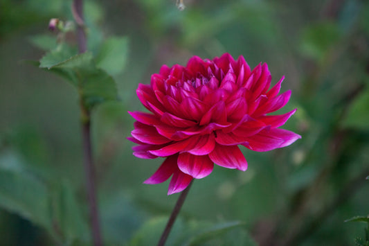 Hollyhill Pandora Dahlia