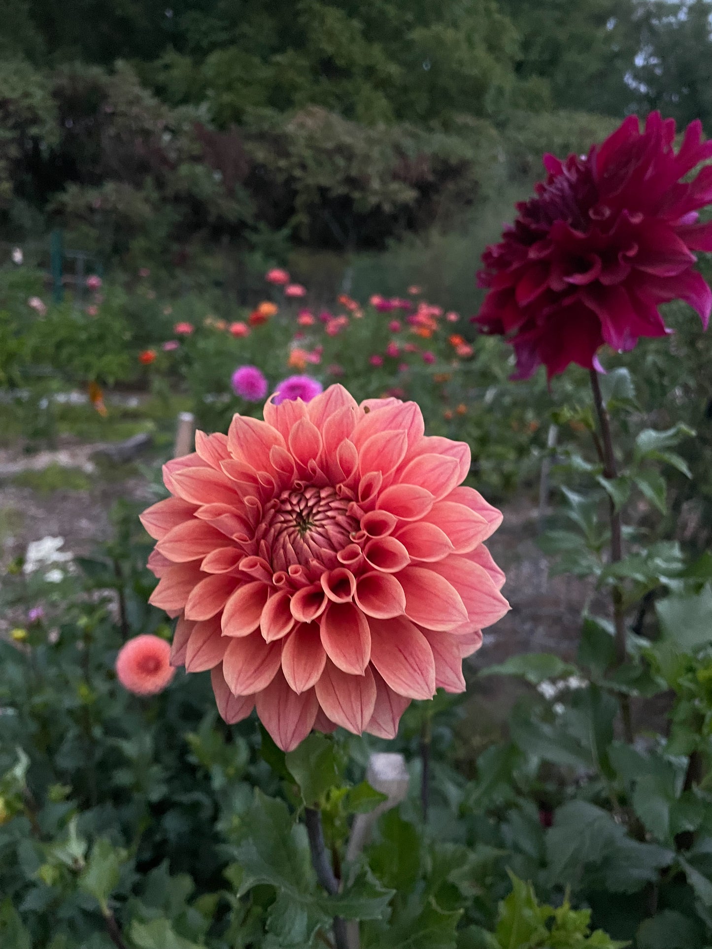 Hy Patti Dahlia