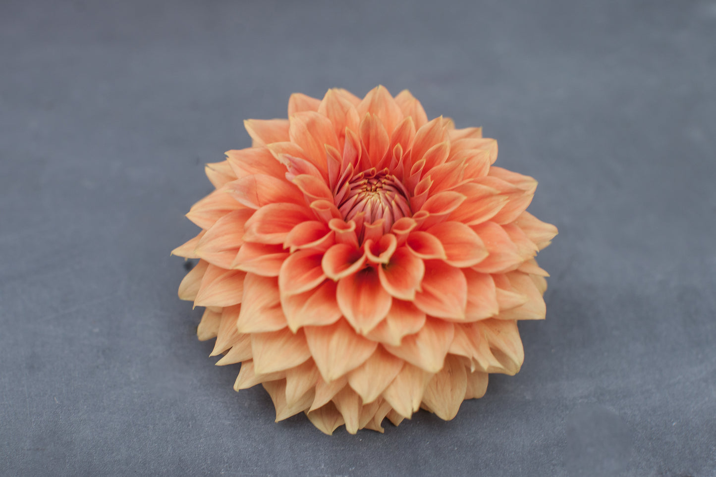 Hy Patti Dahlia