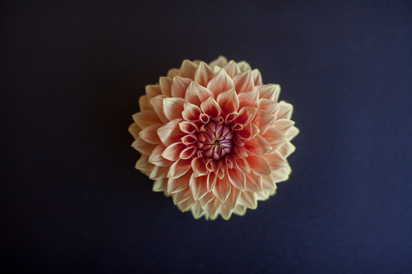Hy Patti Dahlia