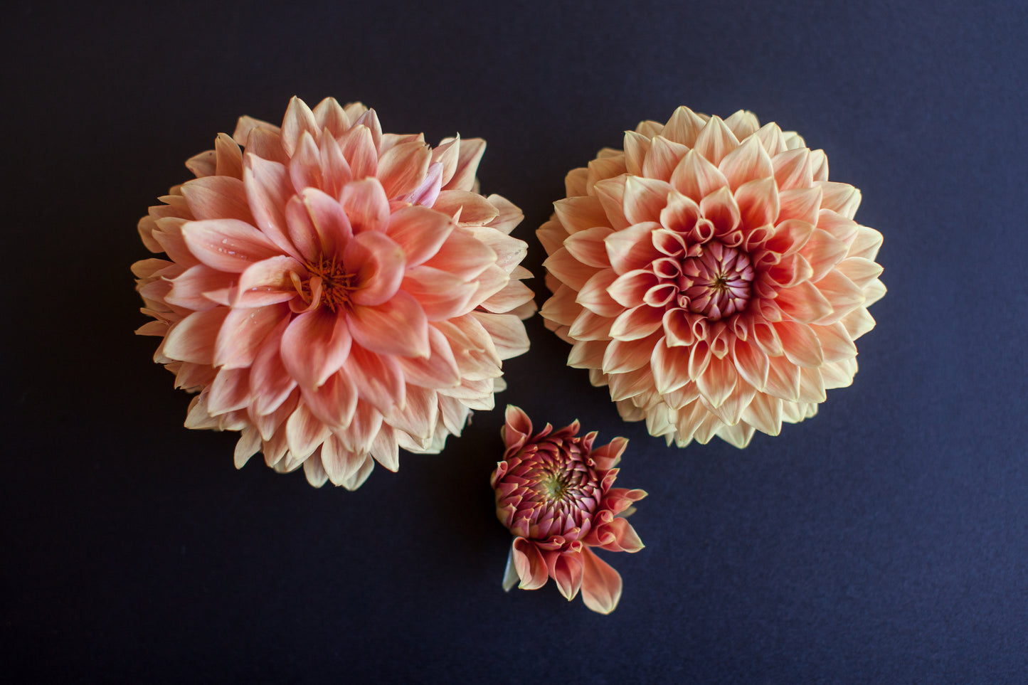 Hy Patti Dahlia